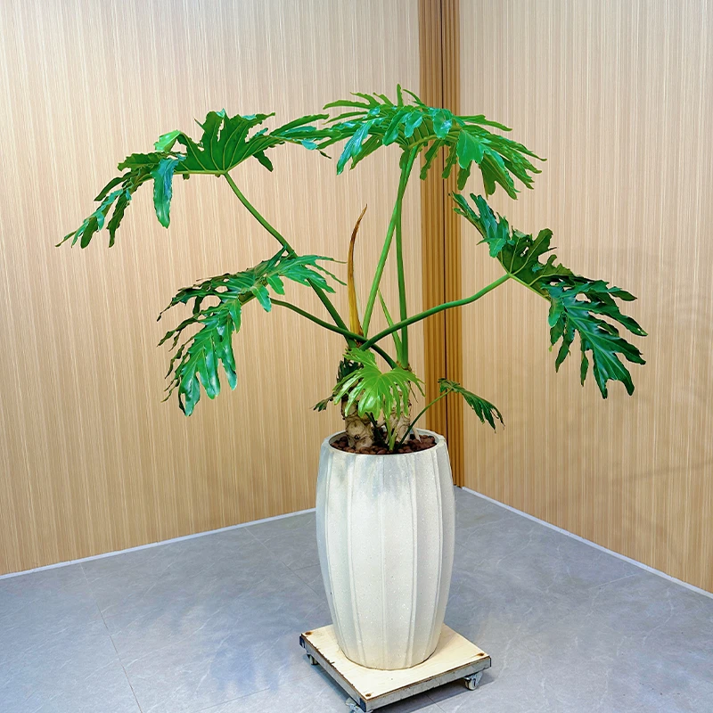 龙鳞春雨【一物一拍】好养耐阴四季常绿老桩盆栽客厅办公室绿植