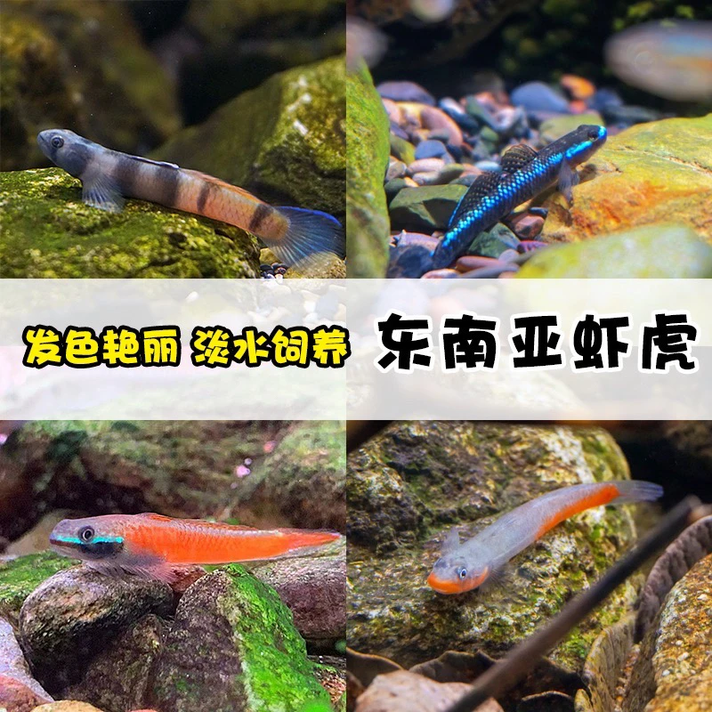 直播福利东南亚虾虎特大精品