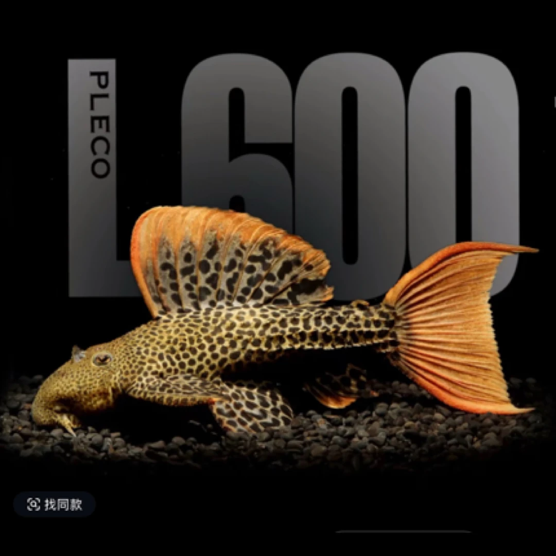 南美异形鱼拍单付款专区