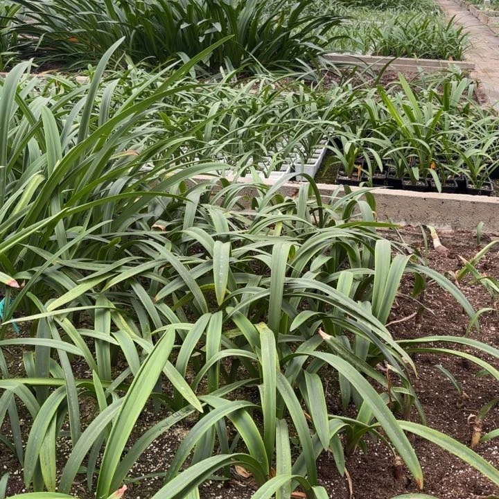 无花朵选美皇后5左右