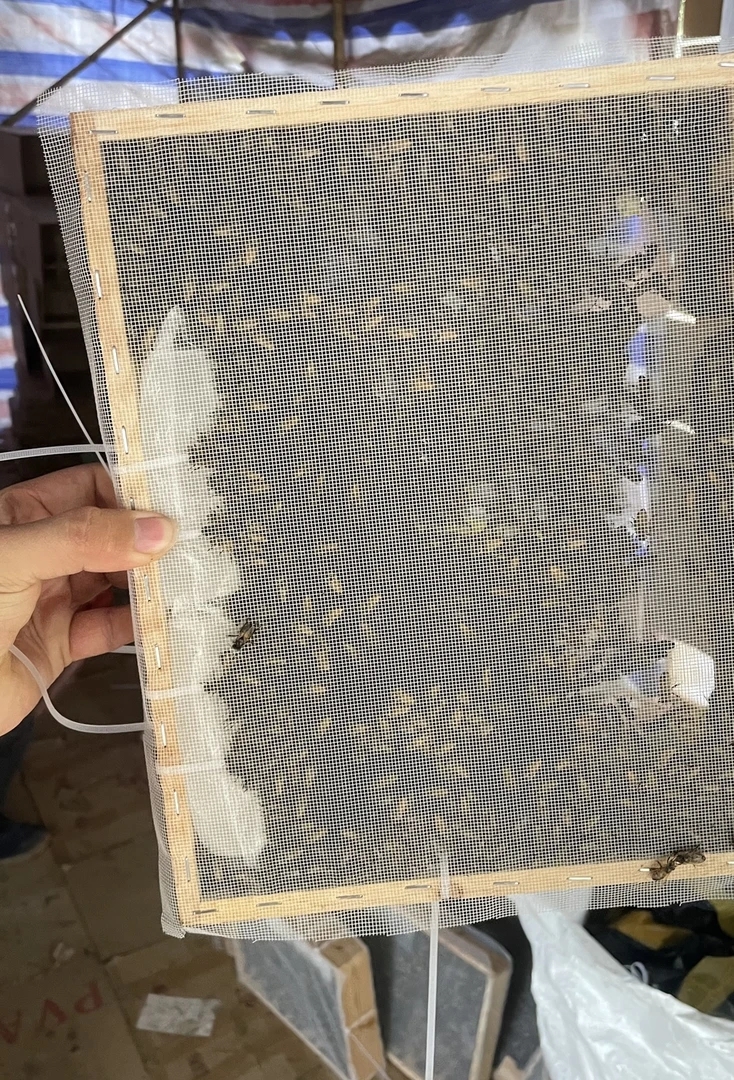 1斤蜜蜂养殖  中蜂不带脾 土蜂优质笼装中蜂 带原群