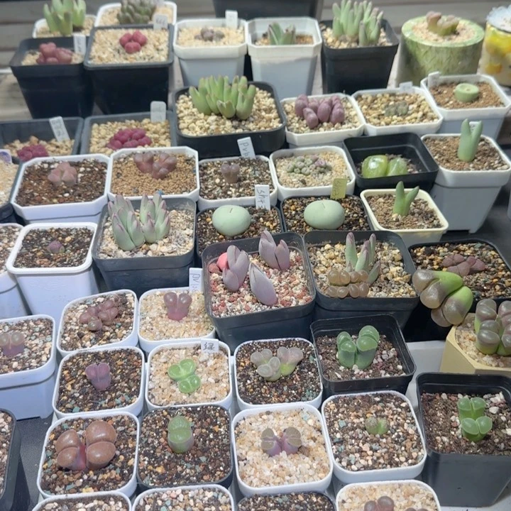 多肉植物梁仔30号