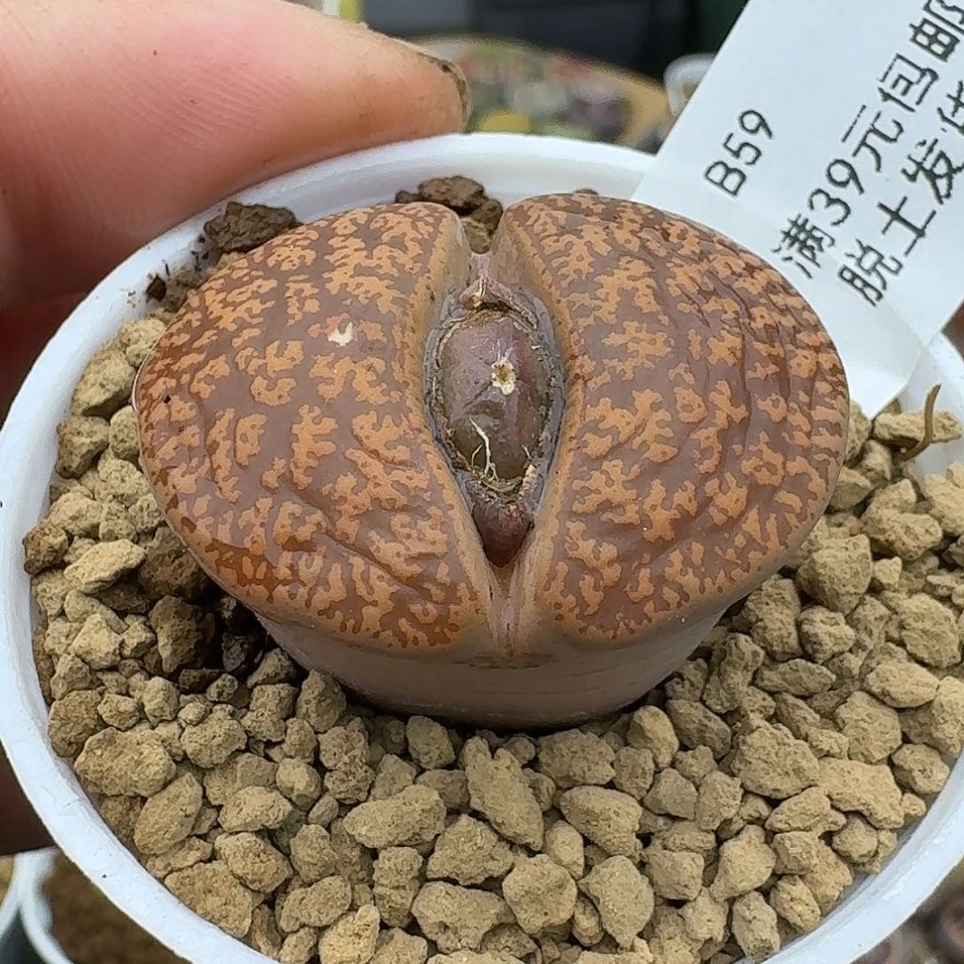 59多肉哈哈哈哈哈哈