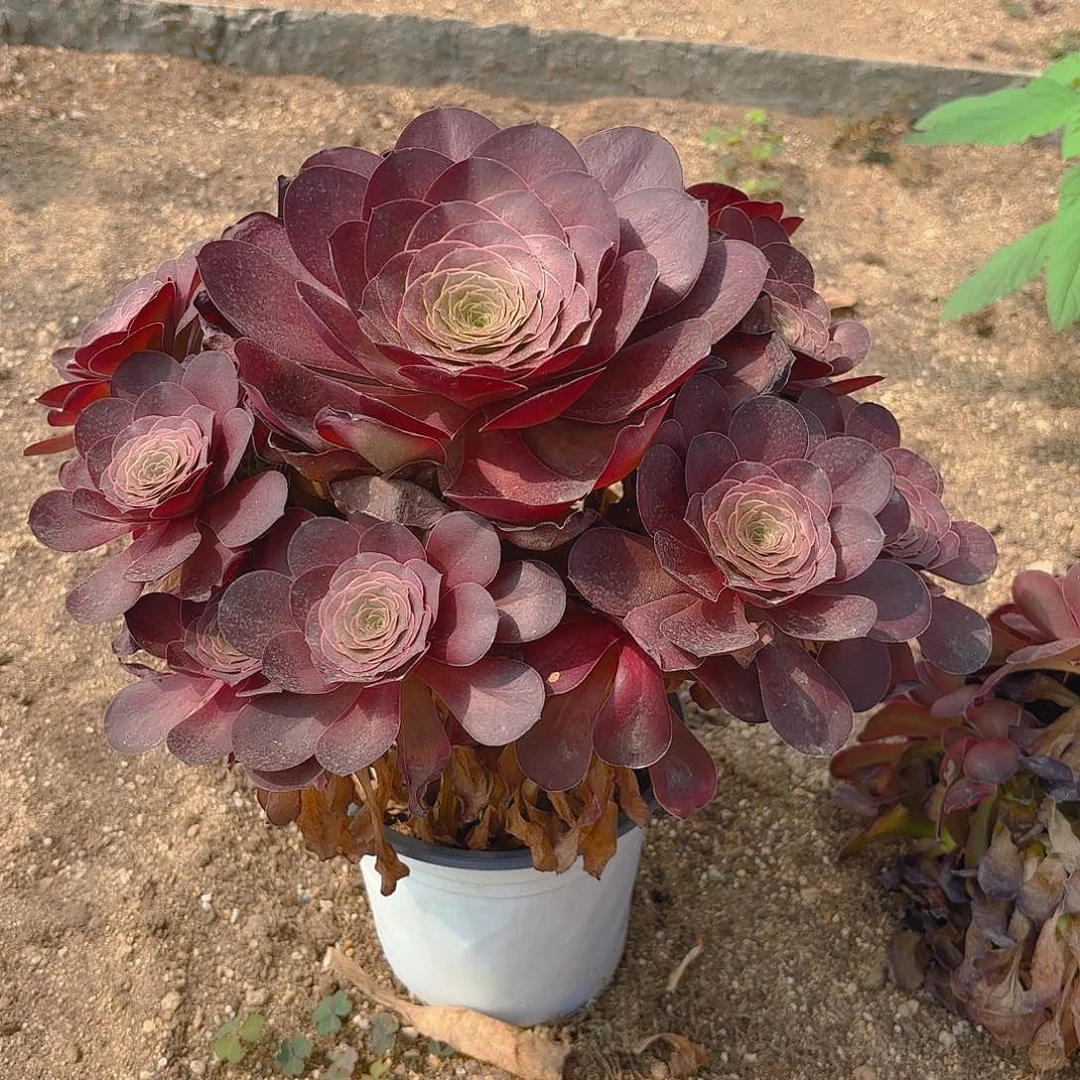 魅金大手捧多肉植物