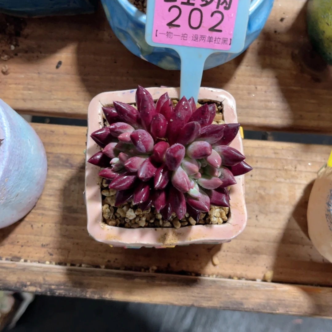 云尘多肉一物一拍202不含盆，
