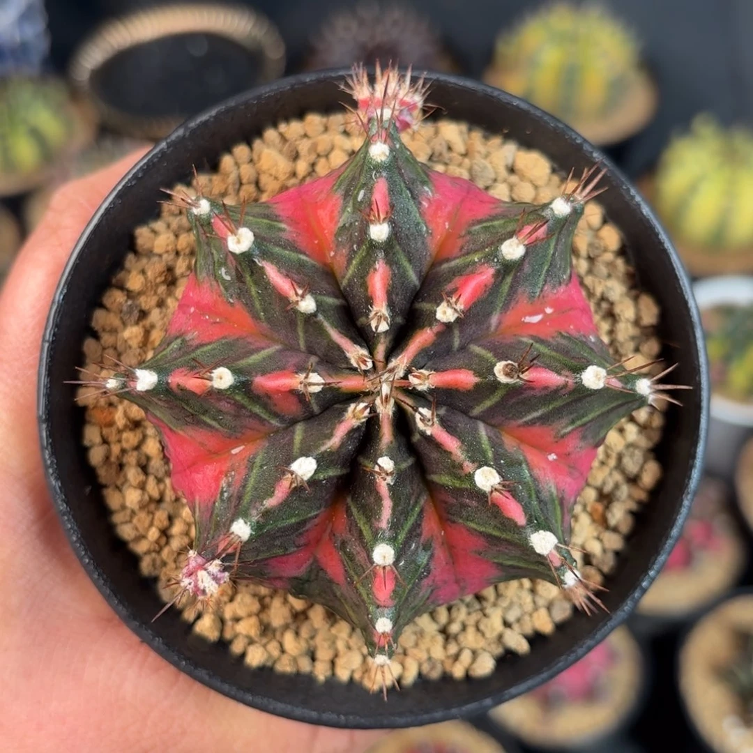 泰系米哈实生母本120