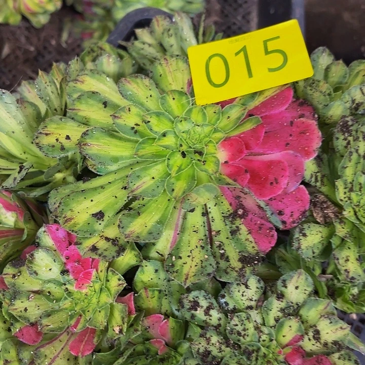 哈哈多肉葡萄福利 15