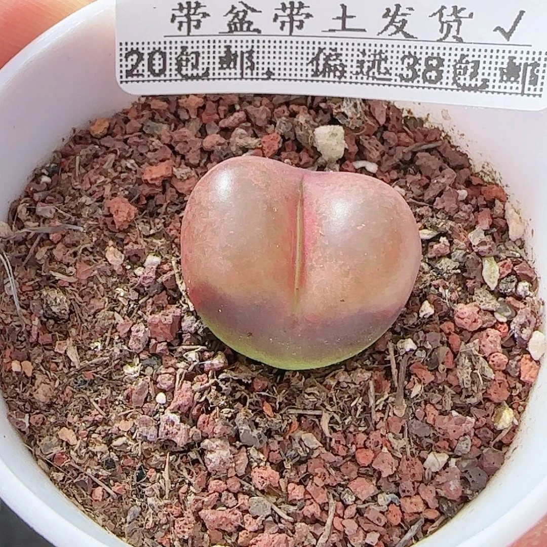多肉0930--343毛汗尼