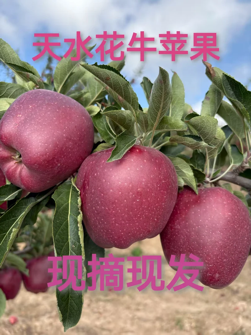 正宗天水花牛苹果老树老品种不打拉长剂现摘现发