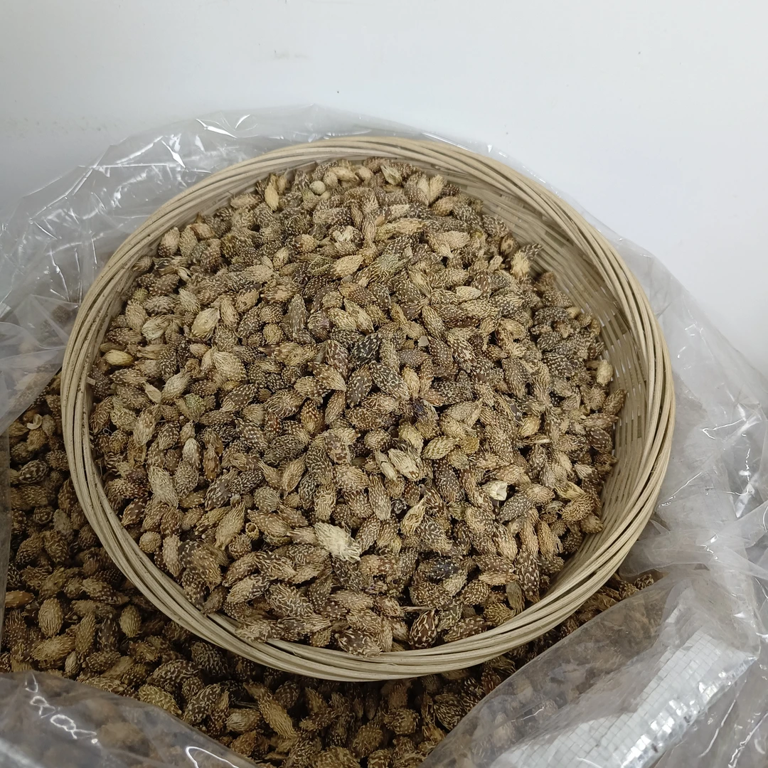 苍耳子 广东农家自采 苍耳籽 羊带归籽