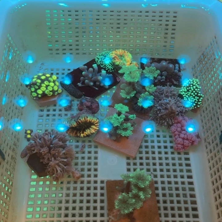 瀚***下奶嘴海葵地毯➕草皮➕海猪11111