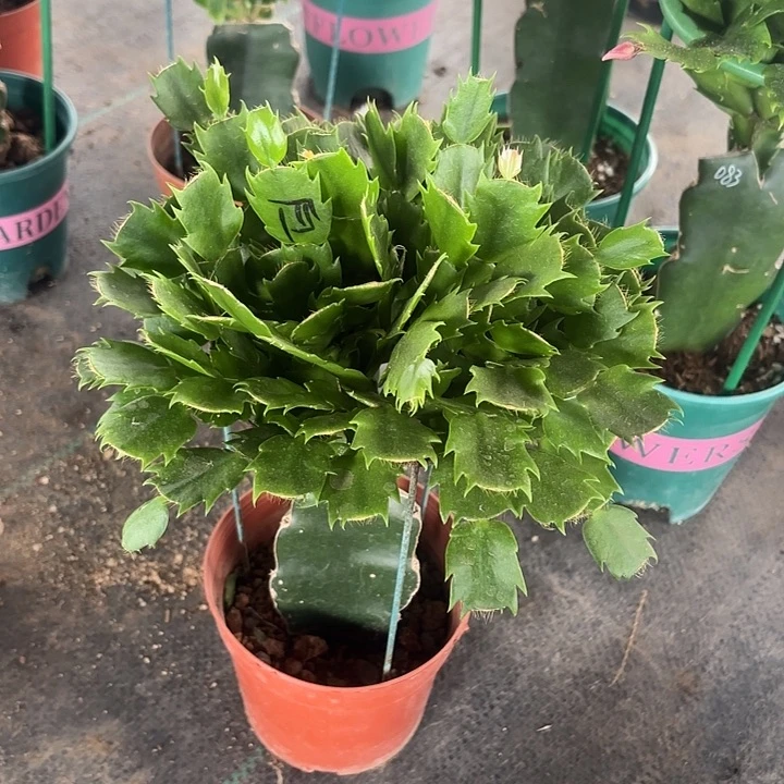 热***林当前无花栽培后可以开花