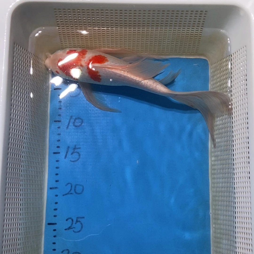 锦鲤锦鲤包邮包售后