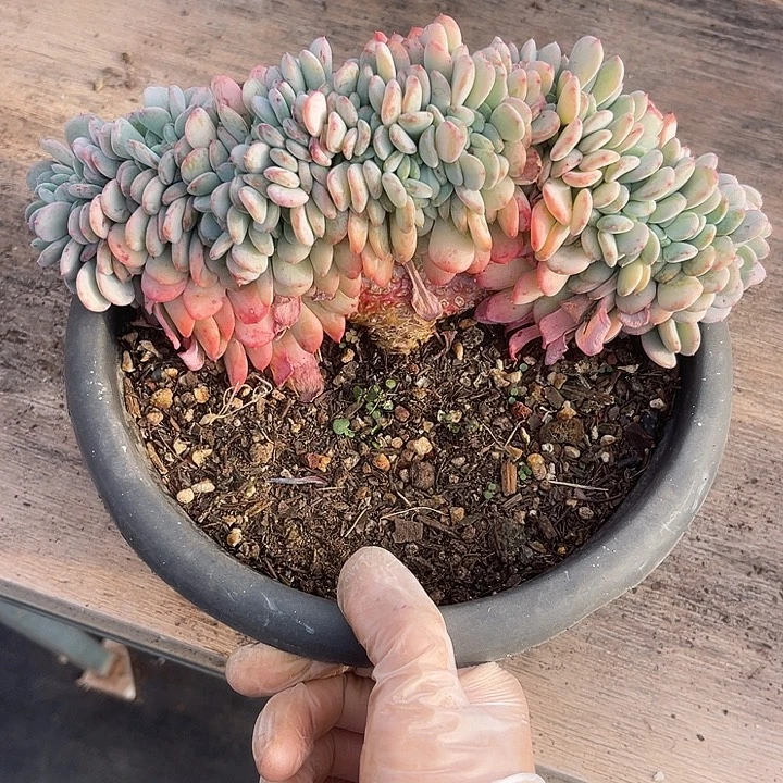 云***6两单包邮，一物一拍