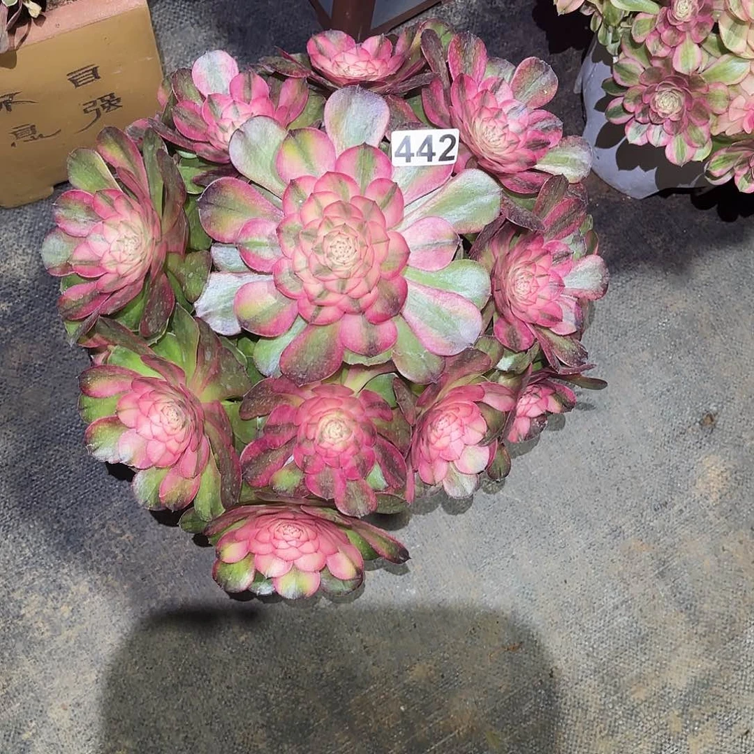 442荔枝多肉植物植物植物福利