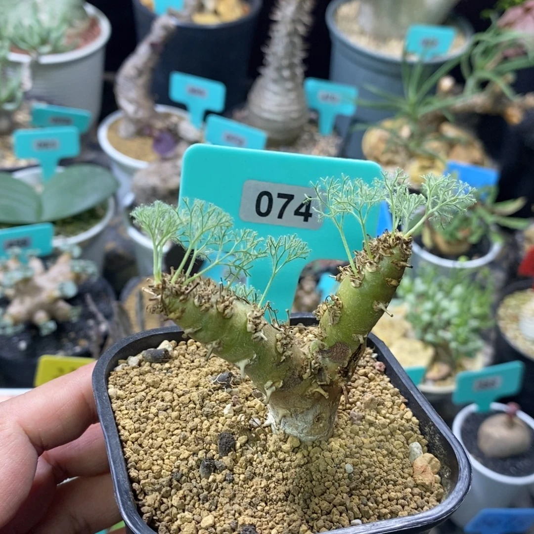 白皮越界多肉植物