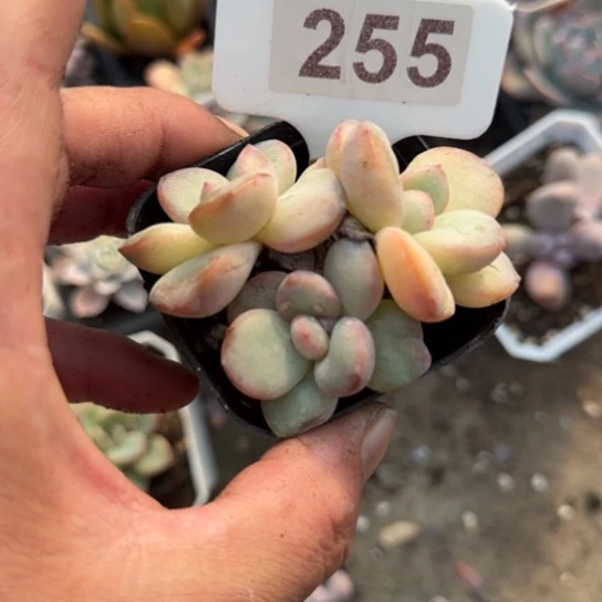 255泡芙缀多肉植物多