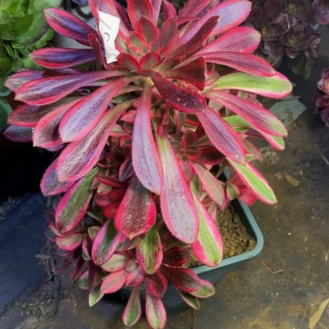 香奈儿多肉植物3757