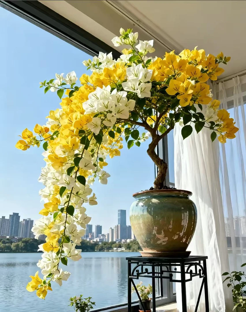 三角梅一物一拍好养四季勤花