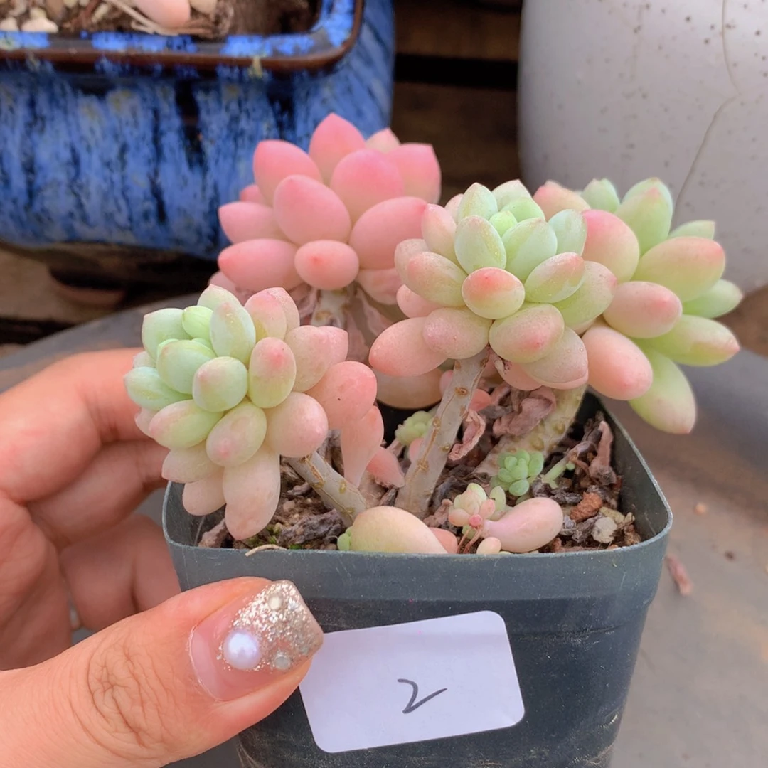 无花朵多肉植物 2