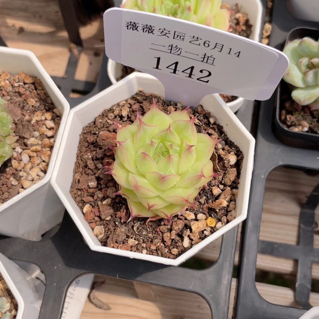 薇薇安园艺多肉1442