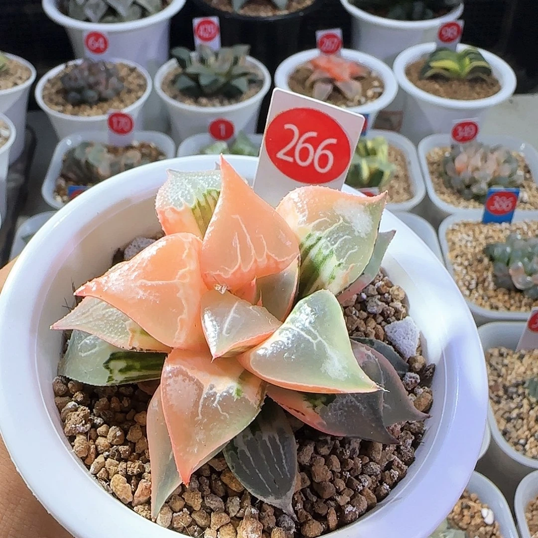 南***狗266号酒吞童子锦一物一拍带盆土