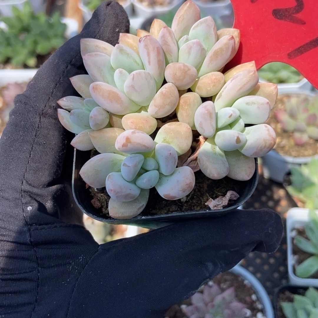 3129奥普琳娜多肉植物保护