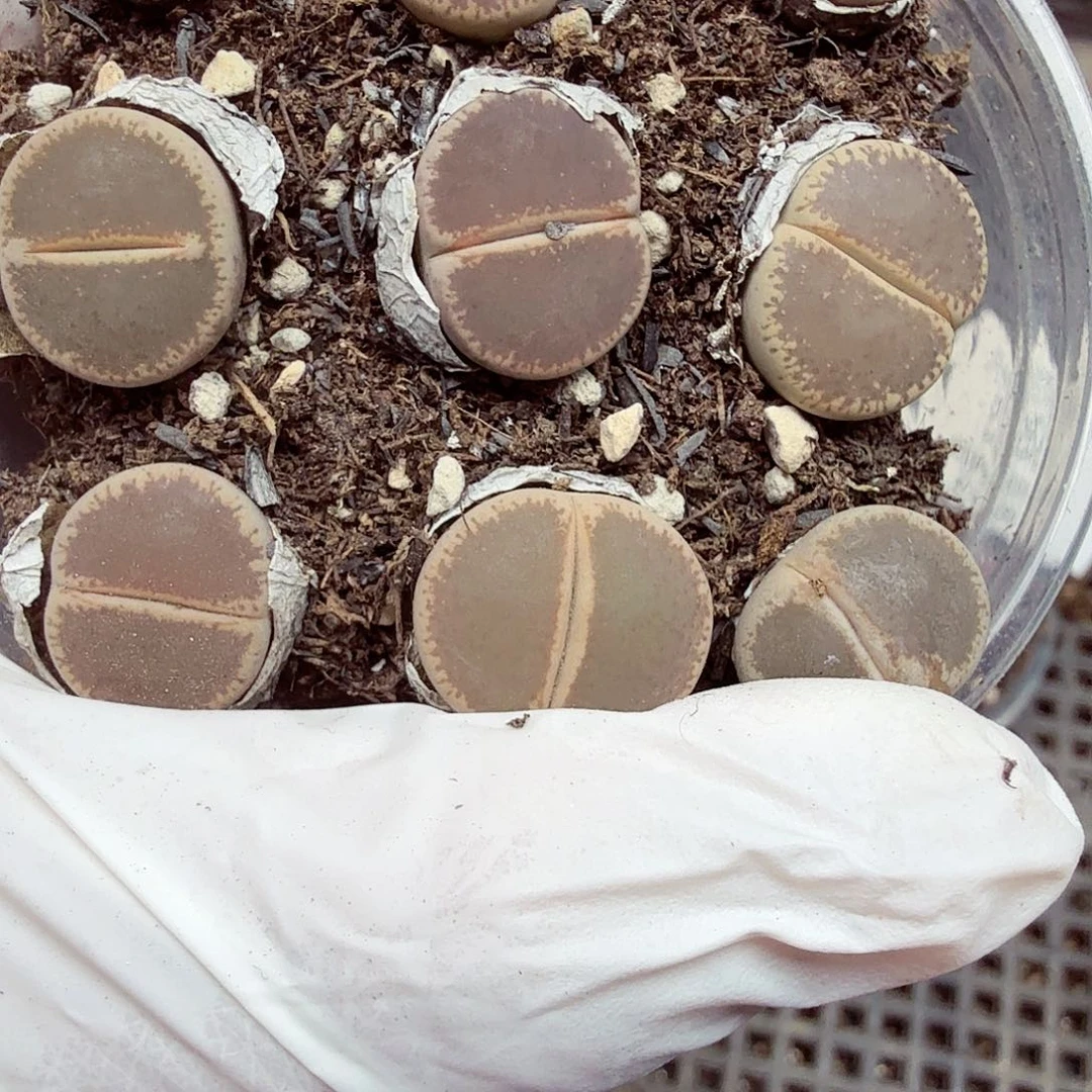 这个点睡起来都558好