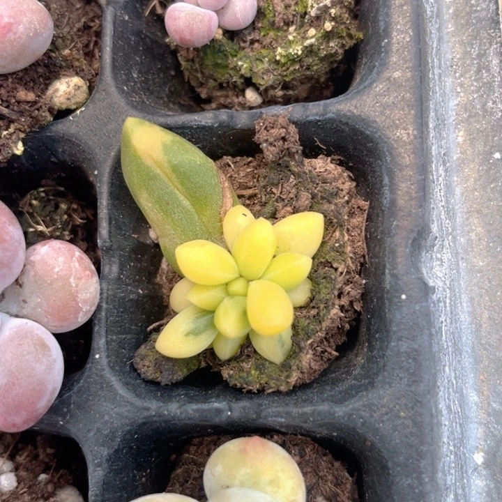 一我一拍满18包邮