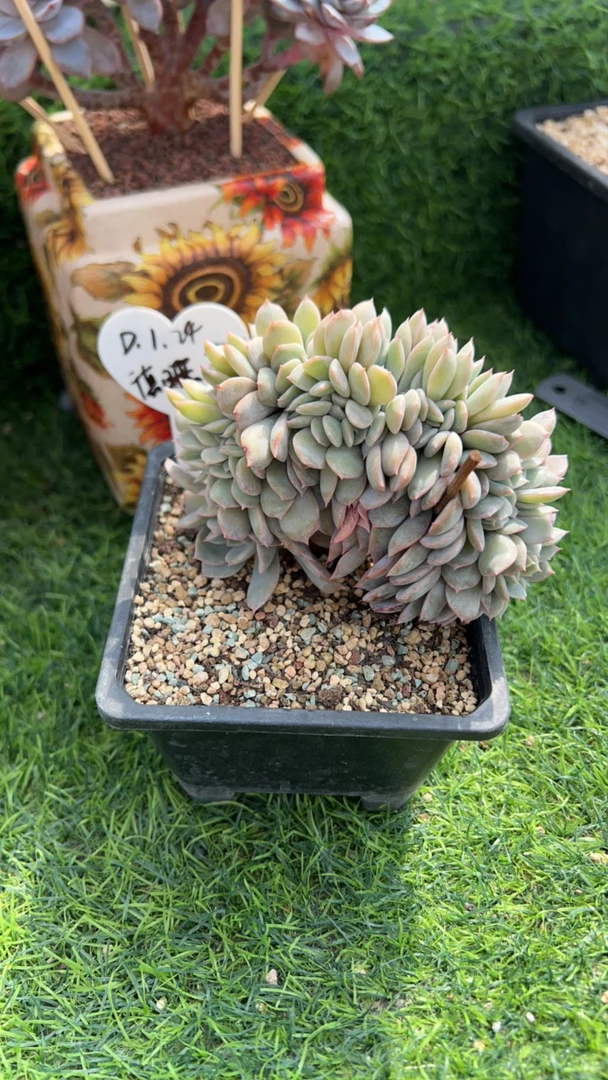 德旺提拉米苏多肉植物