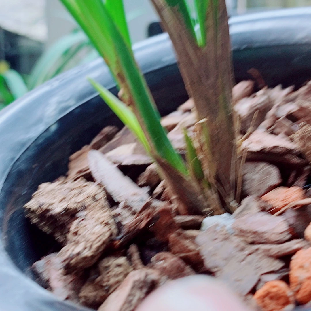 当前无花栽培后可以开花