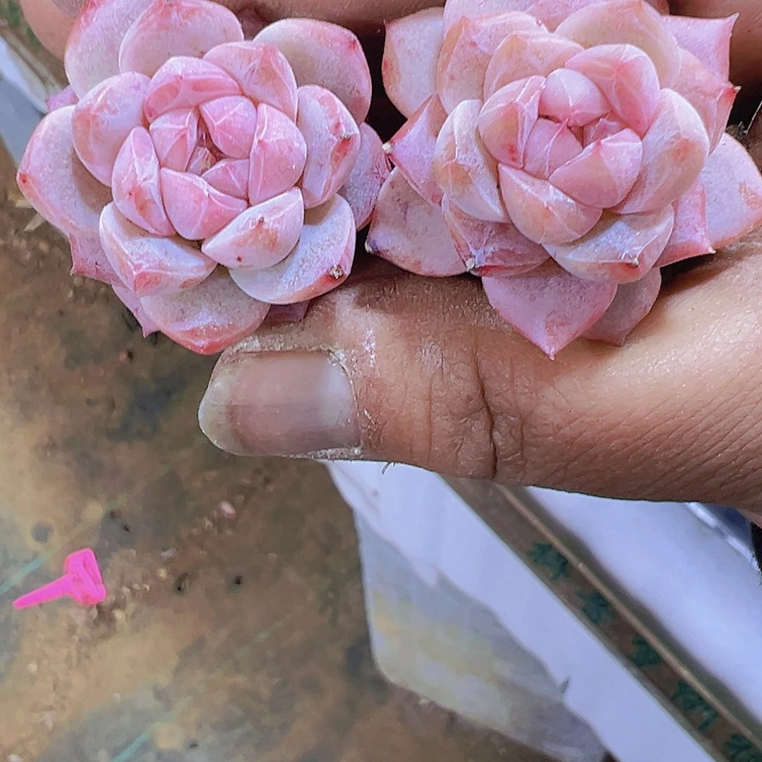 正版粉钻2个19包邮