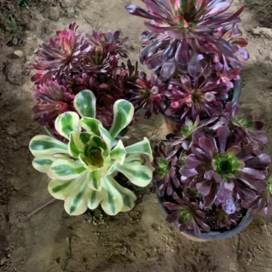 690法师多肉四颗组