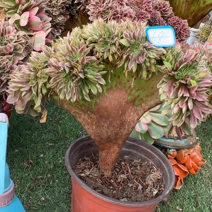 萤火粉黛法师锦缀化68