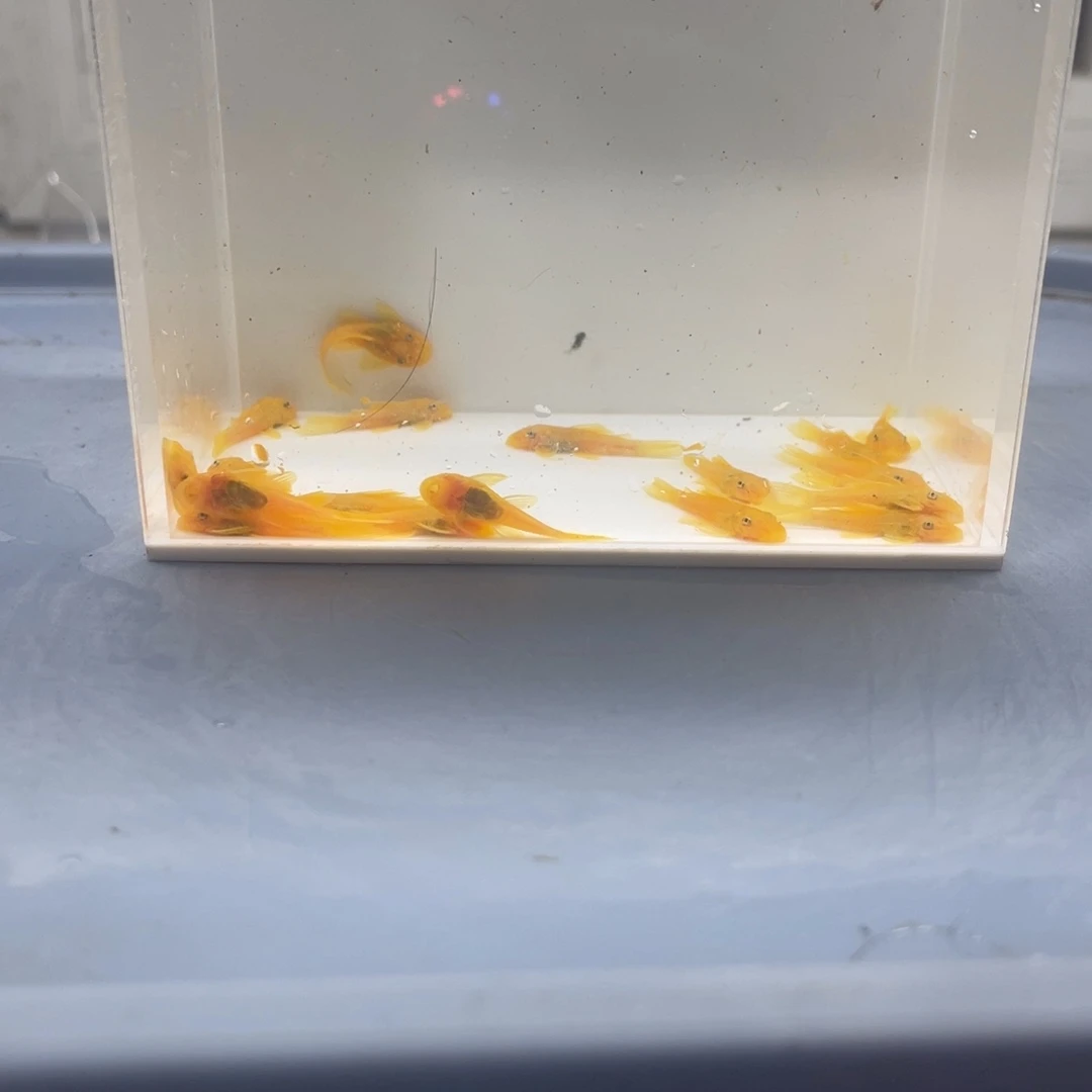 清道夫鱼小胡子20条