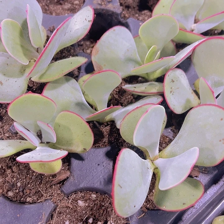 精品白眉多肉植物