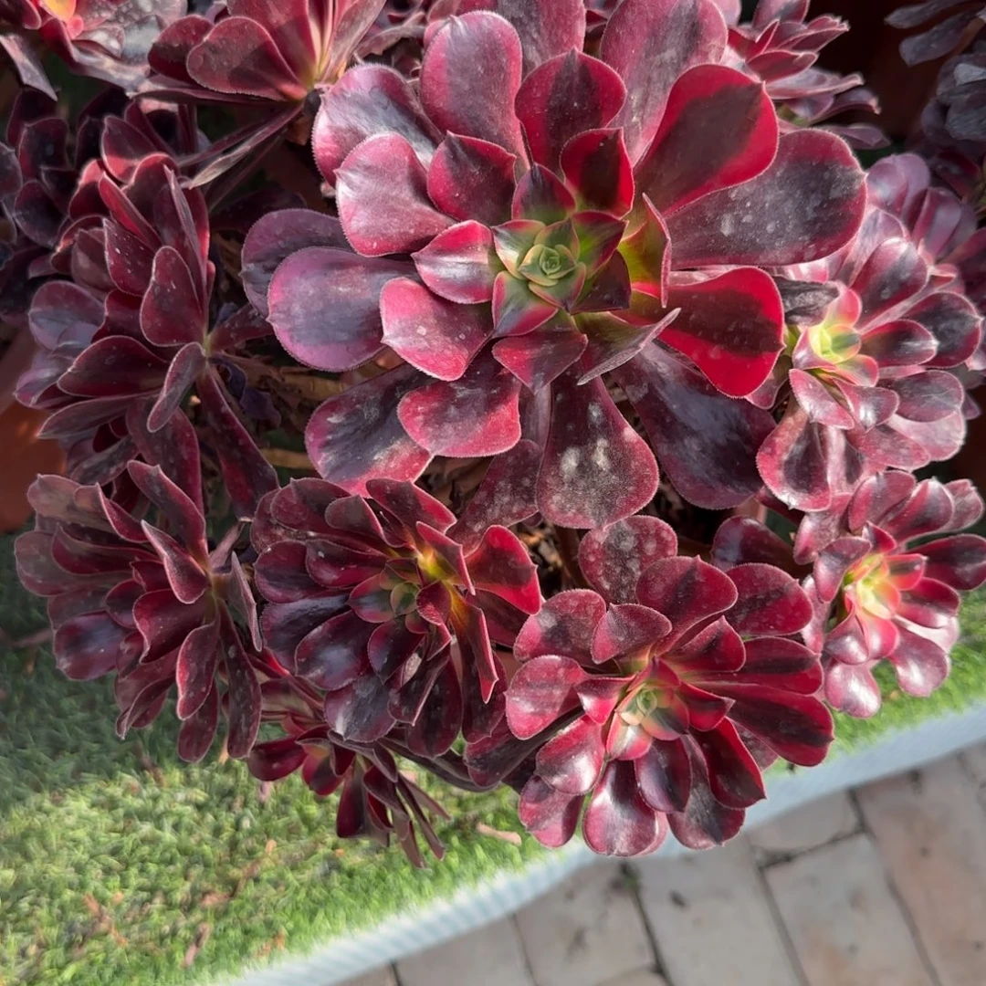 无花朵美杜莎大号