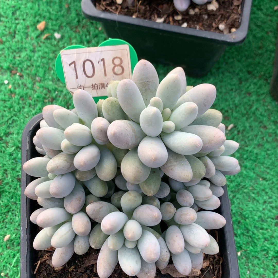 桃花奶无砍一物一拍