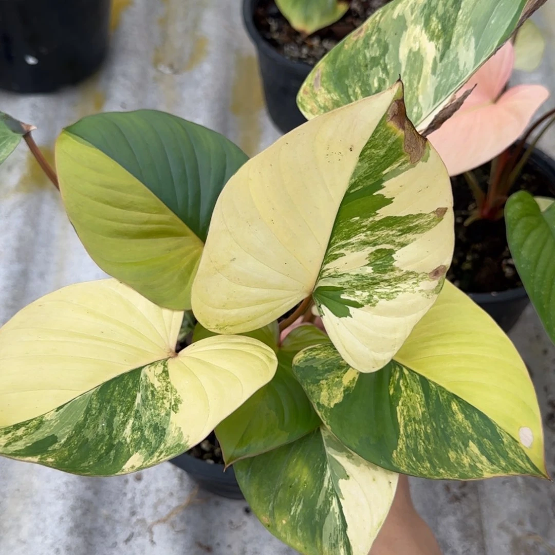 R308-1216黄锦千年健