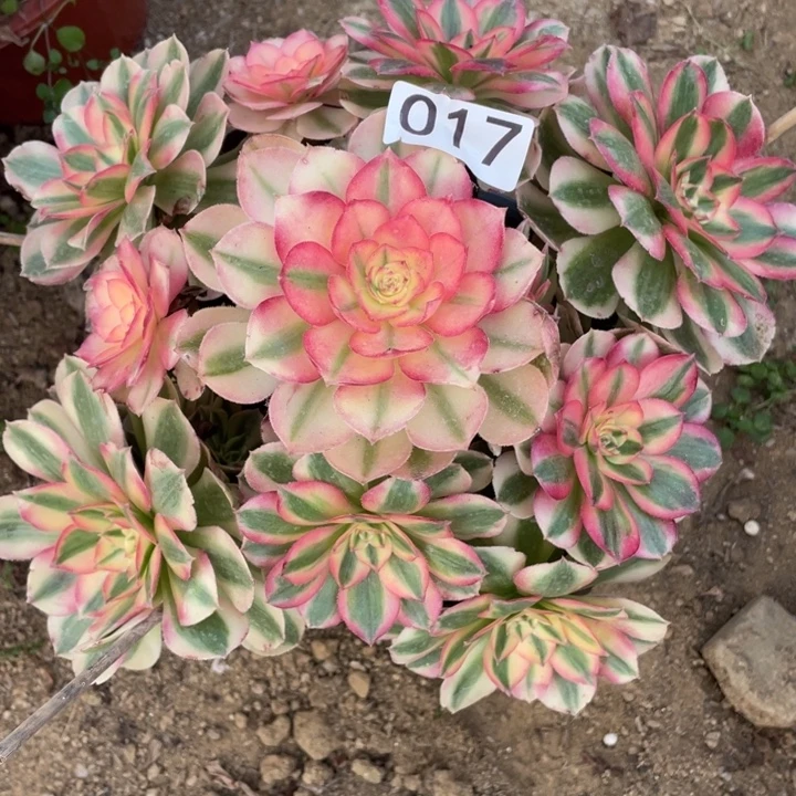 无花朵017多肉植物倾城