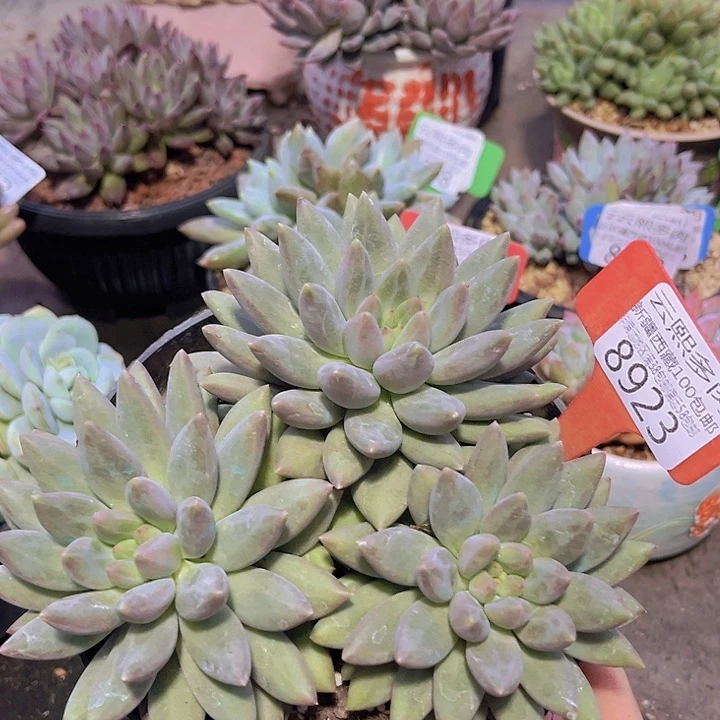 8923砍过。     水晶球。