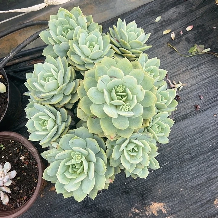 浅****多肉植物实物直播实物270