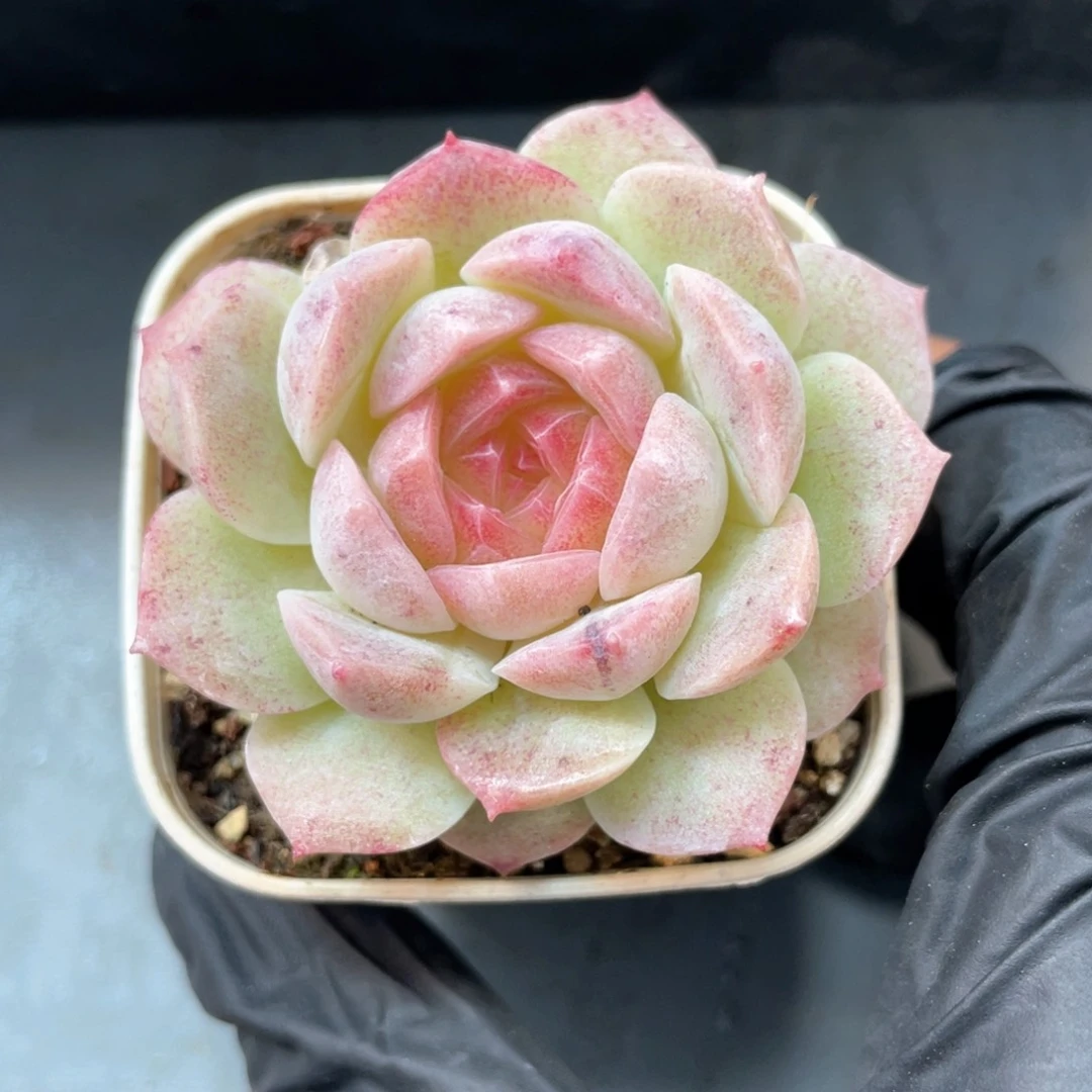优选梦幻泡影1319