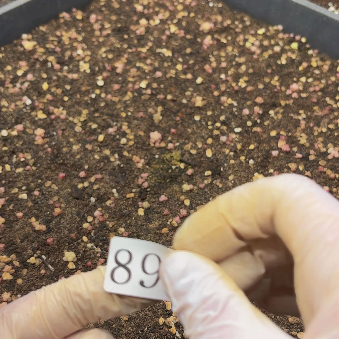 多肉植物多肉植物89