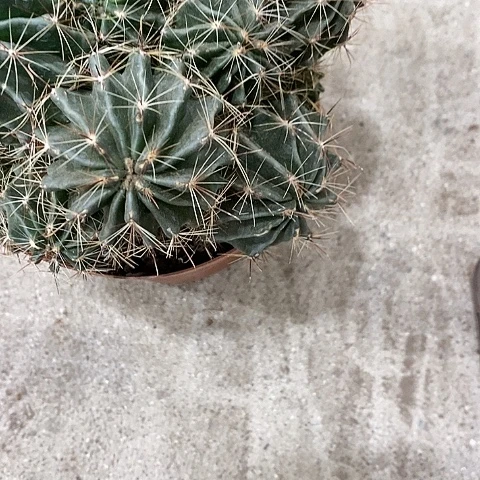 多头龙王仙人球，257899