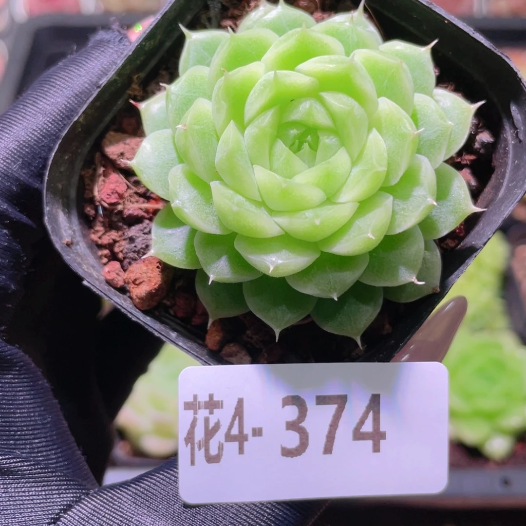 花利美4-374麦秆单头