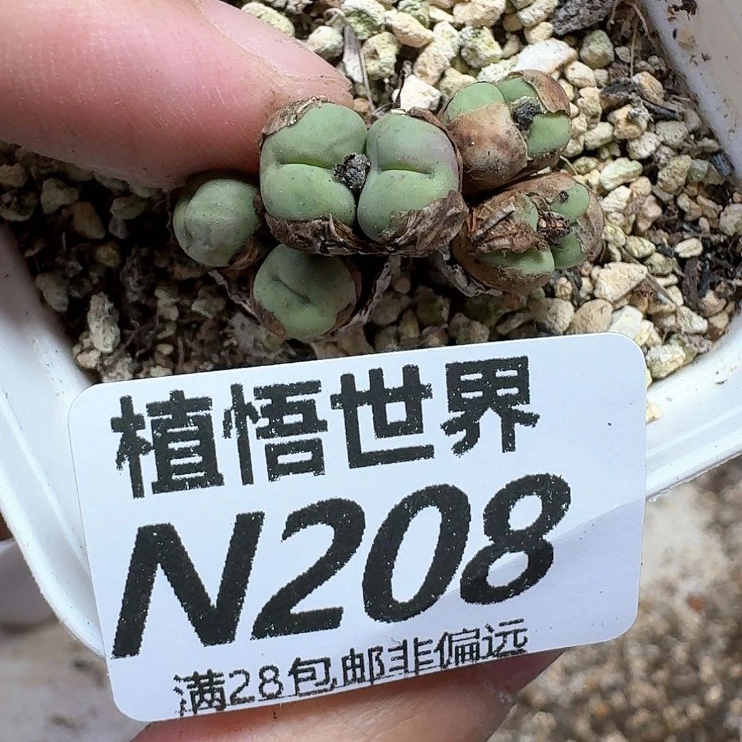 的追求的润泽drz多肉植物