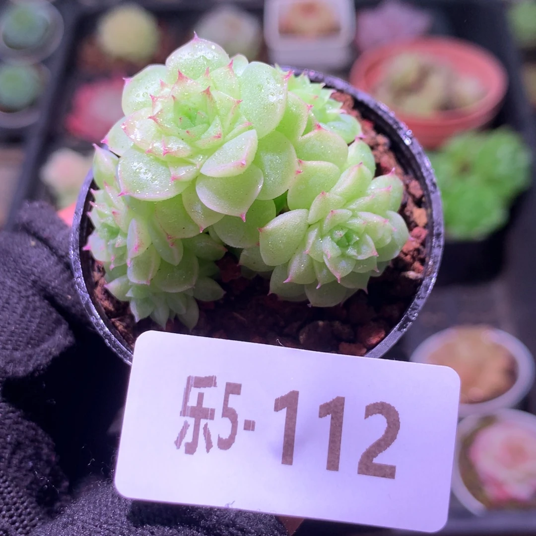 乐然 5-112 麦秆群