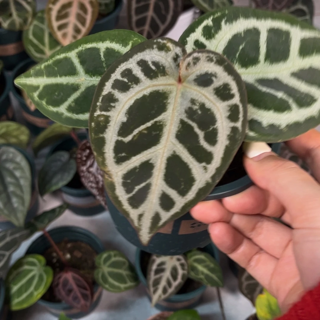 无花朵skg银红0648