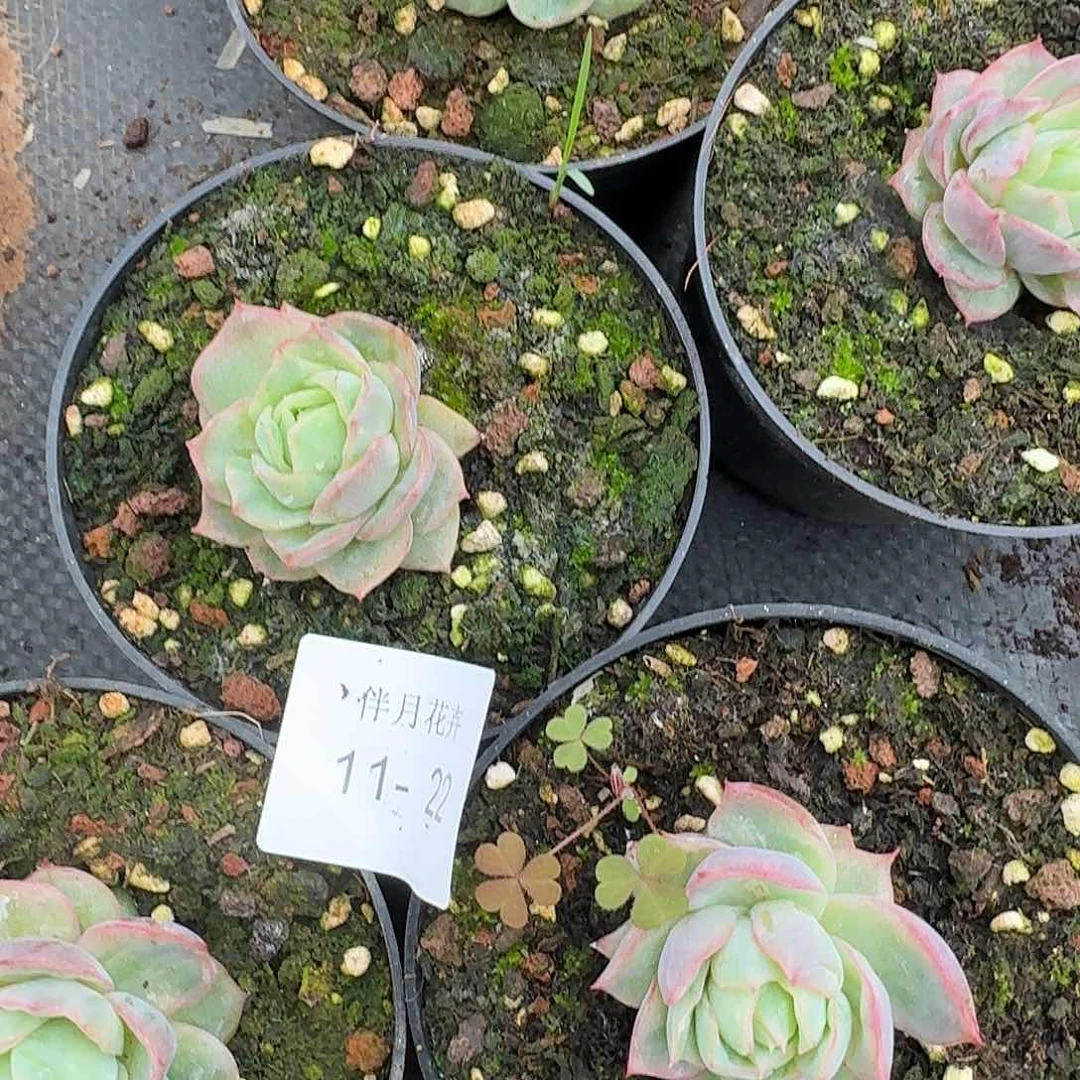 三号玫瑰一颗量拍节日福利11-22